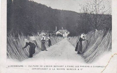 Bois et Osier : quand la création puise dans les racines du vivant