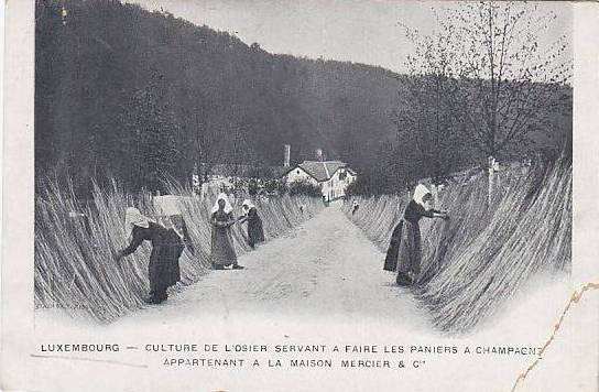 Bois et Osier : quand la création puise dans les racines du vivant
